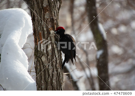 黑啄木鳥 47478609