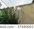 Jolo spider 47480083