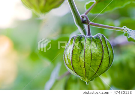 Cape Gooseberry on the tree in organic farms. 47480138