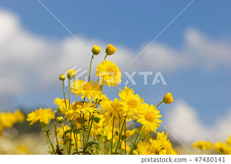 chrysanthemum field in white clouds and blue sky. chrysanthemum field in white clouds and blue sky. 47480141