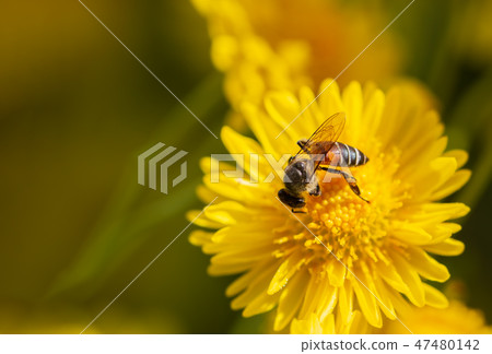 Bee suck the pollen in yellow chrysanthemum flower Bee suck the pollen in yellow chrysanthemum flower 47480142