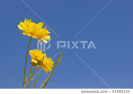 Yellow chrysanthemum in the blue sky. Yellow chrysanthemum in the blue sky. 47480143