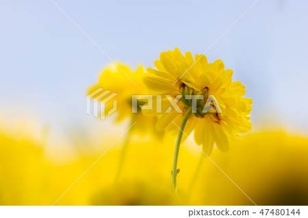 Smooth yellow chrysanthemum in the blue sky. Smooth yellow chrysanthemum in the blue sky. 47480144