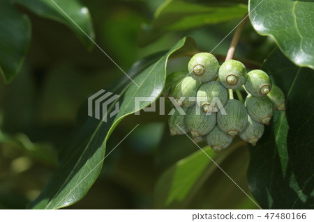 Natural plant caculmino, September young fruit. A light green ellipse, a trace of five stumps split at the tip can be seen Natural plant caculmino, September young fruit. A light green ellipse, a trace of five stumps split at the tip can be seen 47480166