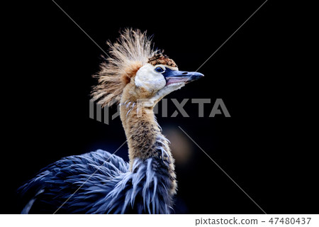 White-crowned crane 47480437