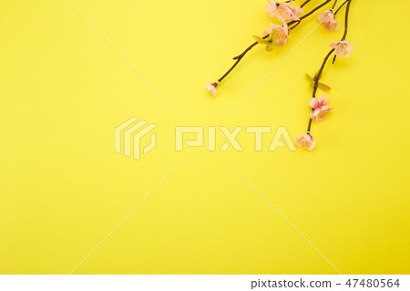 Plum Flowers on yellow background 47480564