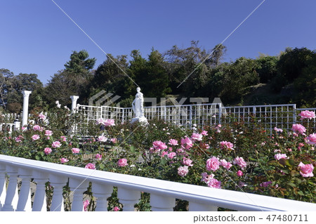 Ikuta Green Space Rose Garden Ikuta Green Space Rose Garden 47480711