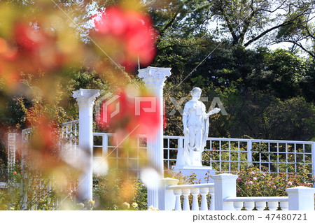 生田綠地玫瑰園 47480721