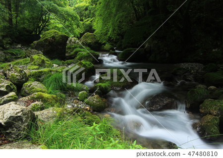 Clear flow of Iwataya River, Niito River tributary in Niyodogawa Town, Kochi Prefecture Clear flow of Iwataya River, Niito River tributary in Niyodogawa Town, Kochi Prefecture 47480810