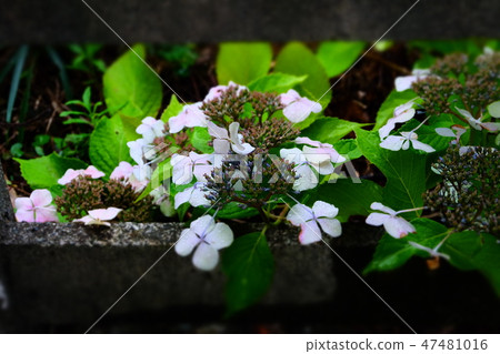 Izukaogawa站 47481016