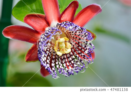Watch grass (Passiflora · decaesnaana) 47481138