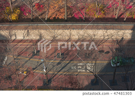 With an autumn flavor, autumn forest landscape with red leaves 096 47481303