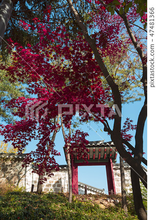 With an autumn flavor, autumn forest landscape with red leaves 087 47481366