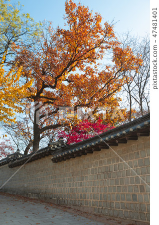 With an autumn flavor, autumn forest landscape with red leaves 060 With an autumn flavor, autumn forest landscape with red leaves 060 47481401
