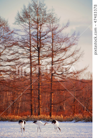 Hokkaido Kushiro Red-Crowned Crane Tsurui Village Dusk Family 47483378
