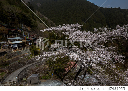 在過去往返的旅行者·春天奧多摩縣道路 47484955