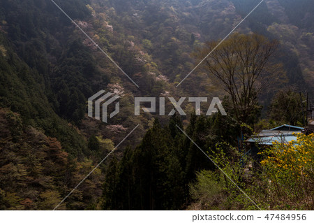 在過去往返的旅行者·春天奧多摩縣道路 47484956