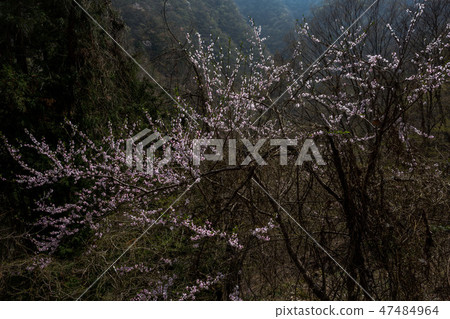 Travelers who go back and forth in the past · Spring Okutama prefecture road Travelers who go back and forth in the past · Spring Okutama prefecture road 47484964