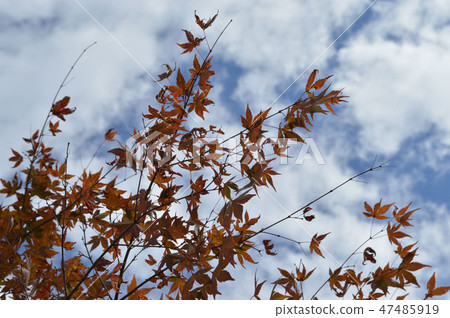 秋天 47485919