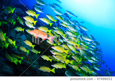 Underwater landscape of Ogasawara 47486052