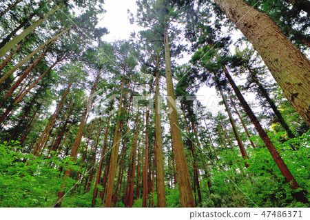 Cryptomeria森林和森林公路 47486371