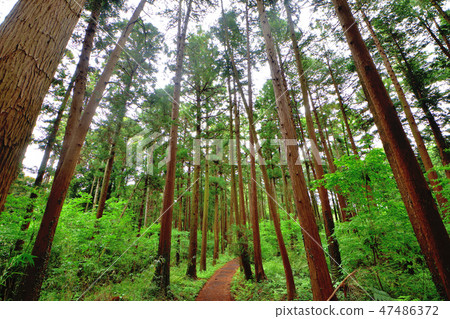 Cryptomeria forest and forest road 47486372