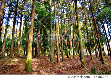 Cryptomeria forest and forest road Cryptomeria forest and forest road 47486635