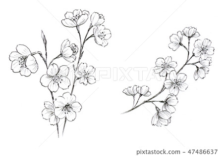 Sakura painting Sakura painting 47486637