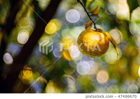 Kochi Prefecture Tree Tree Over Yuzu (Yuzu) 47486670