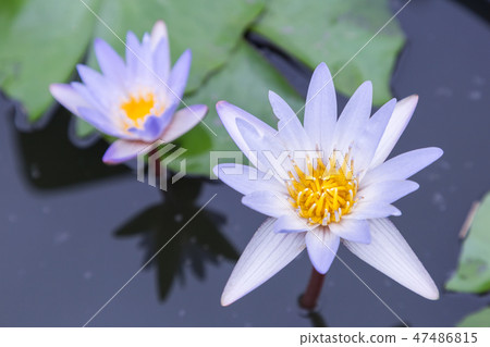 Lotus flower or water lily flower blooming. Lotus flower or water lily flower blooming. 47486815
