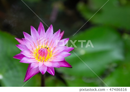 Lotus flower or water lily flower blooming. Lotus flower or water lily flower blooming. 47486816