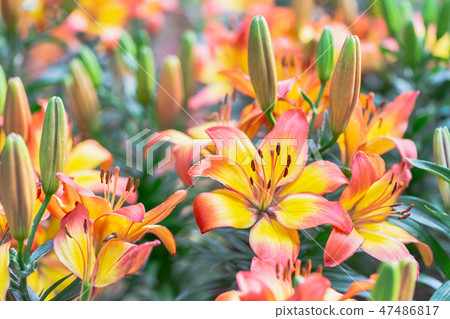 Lily flower and green leaf background in garden. Lily flower and green leaf background in garden. 47486817