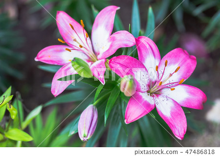 Lily flower and green leaf background in garden. Lily flower and green leaf background in garden. 47486818