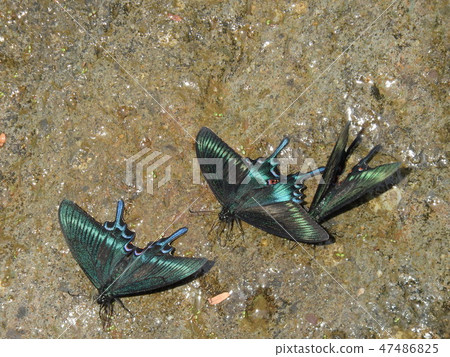 Blue Butterfly Spring Miyama Crows Ageha(2018年5月福井縣大野市春天) Blue Butterfly Spring Miyama Crows Ageha(2018年5月福井縣大野市春天) 47486825