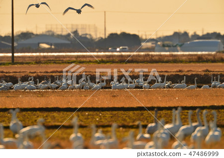 Chiba Prefecture Tozo Chiba Prefecture Tozo 47486999