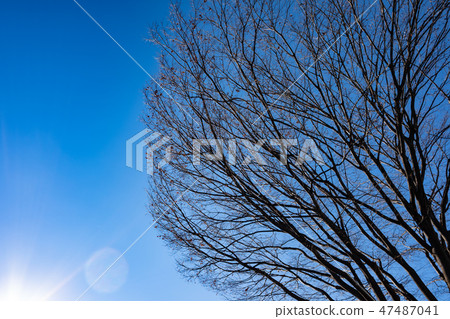 A dead branch of a big tree that receives blue sky and low sunlight A dead branch of a big tree that receives blue sky and low sunlight 47487041