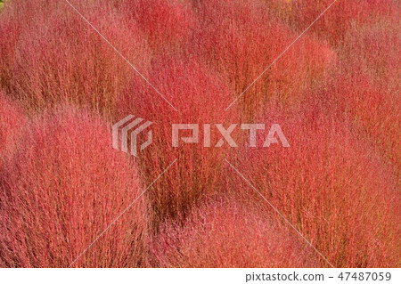 Autumn leaves Kokia Autumn leaves Kokia 47487059