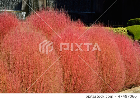 Autumn leaves Kokia Autumn leaves Kokia 47487060