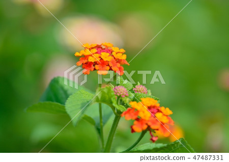 Lantana flowers Lantana flowers 47487331