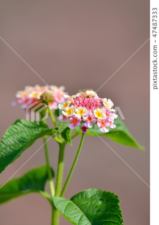 馬纓丹花 馬纓丹花 47487333