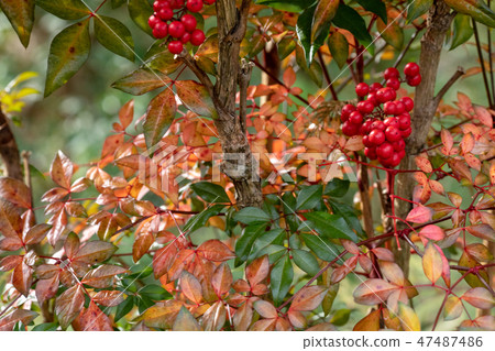 南天竹果實〉 47487486