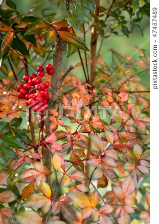 南天竹果實〉 南天竹果實〉 47487489