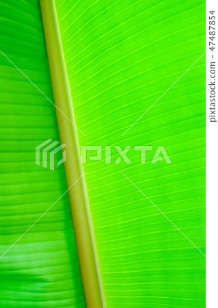 Close-up banana leaf Textured abstract 47487854