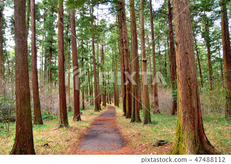 Cryptomeria森林和森林公路 47488112