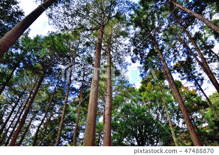 Cryptomeria forest and forest road Cryptomeria forest and forest road 47488870