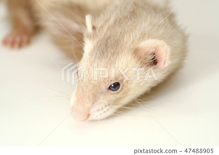 ferret 47488905