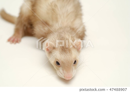 ferret ferret 47488907