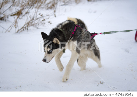 breed husky sled dogs 47489542