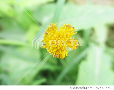 Colourful flowers, Beautiful nature photography 47489560