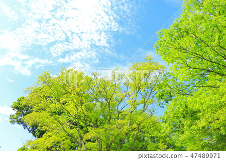 Fresh green Fresh green 47489971